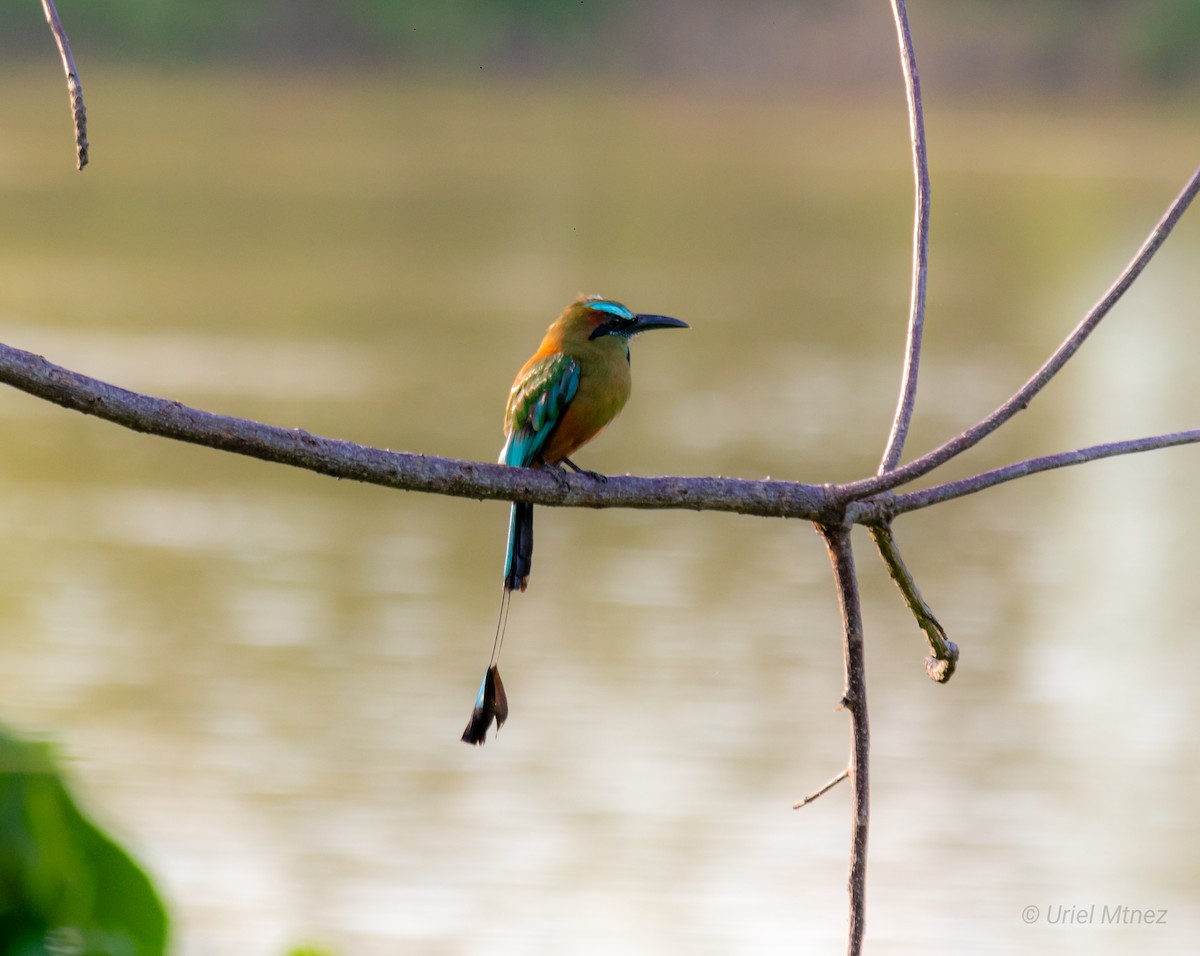 Turquoise-browed Motmot - ML622135614