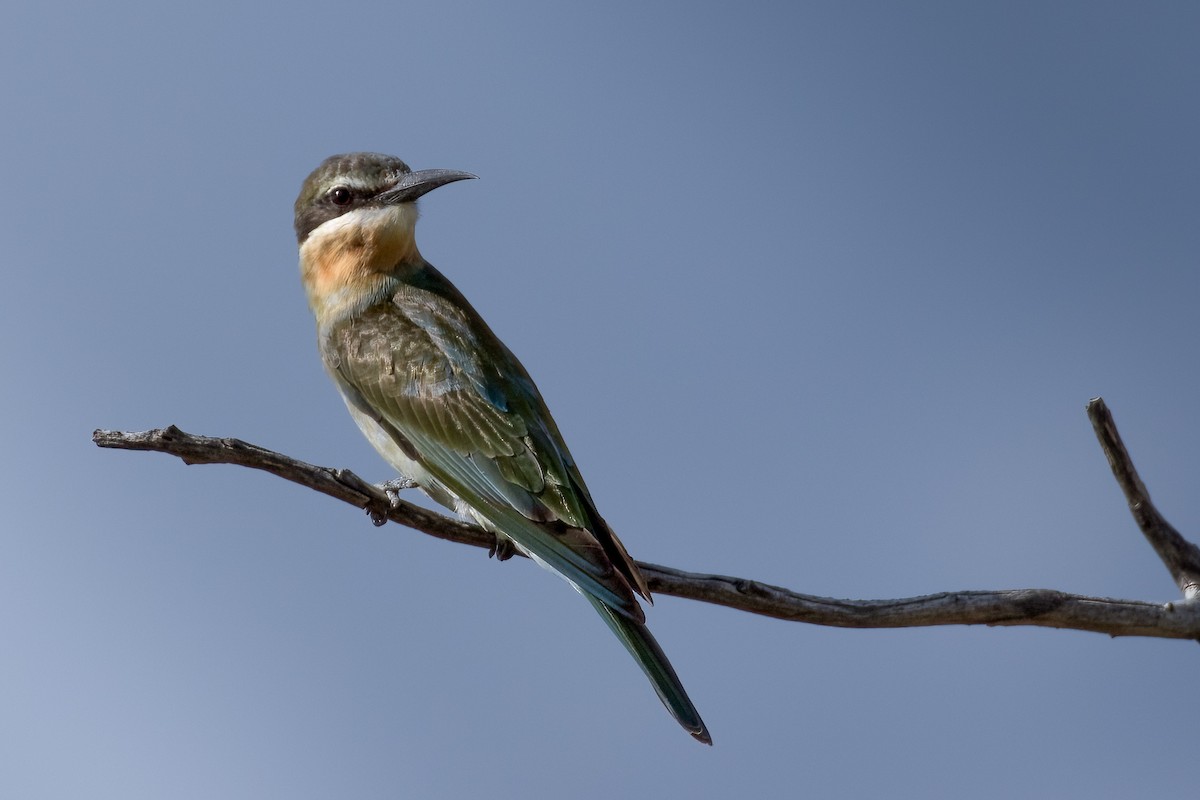 Madagascar Bee-eater - ML622135616