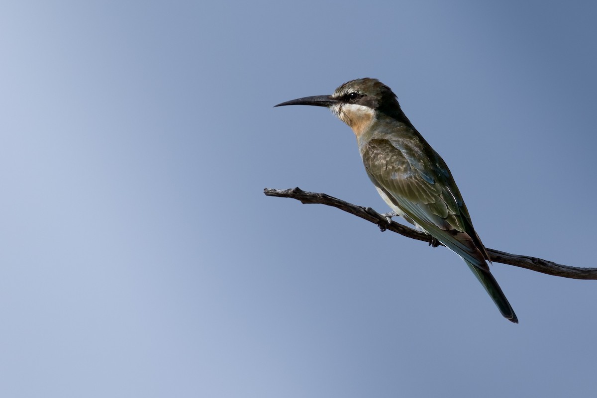 Madagascar Bee-eater - ML622135617