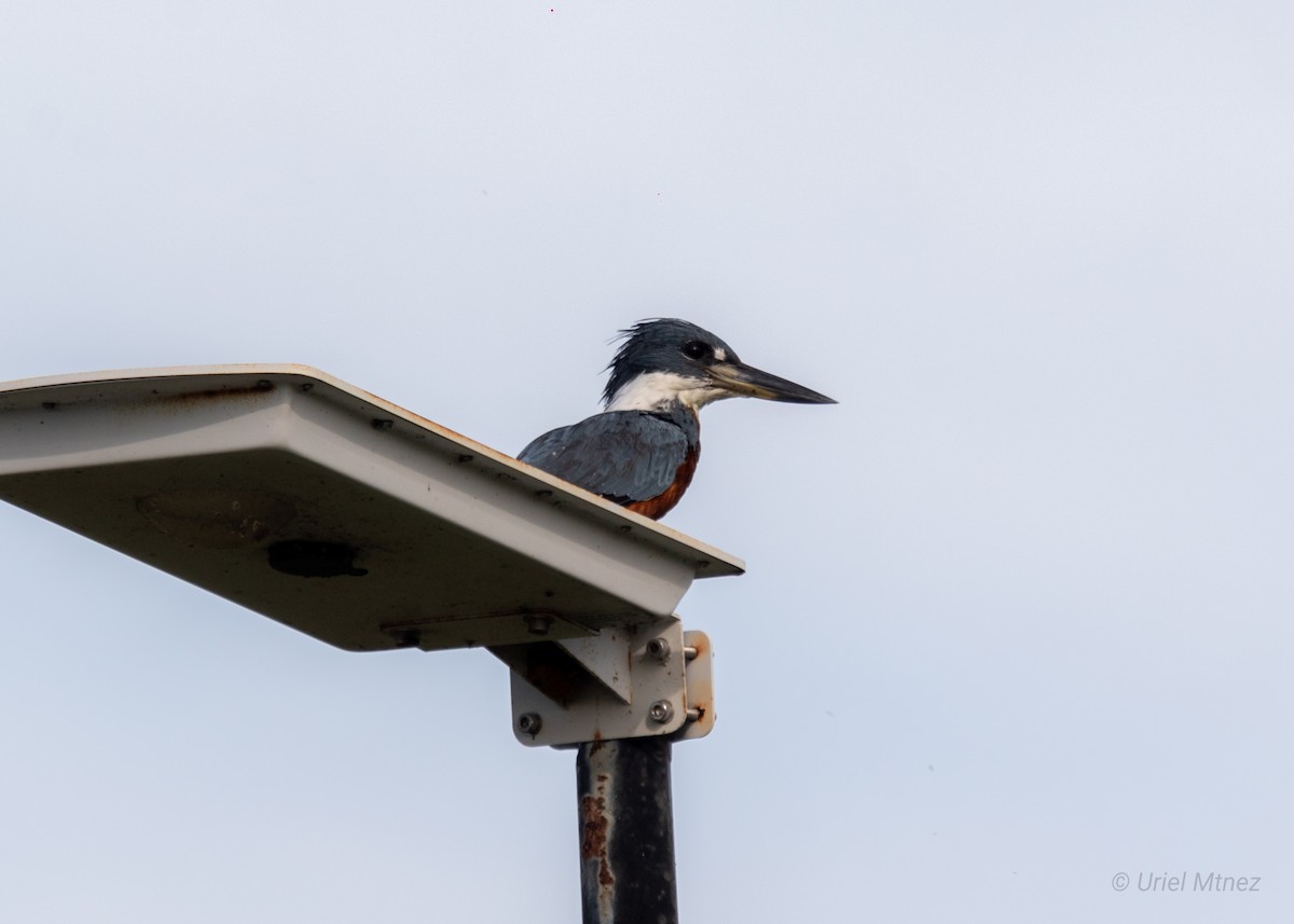 Ringed Kingfisher - ML622135620