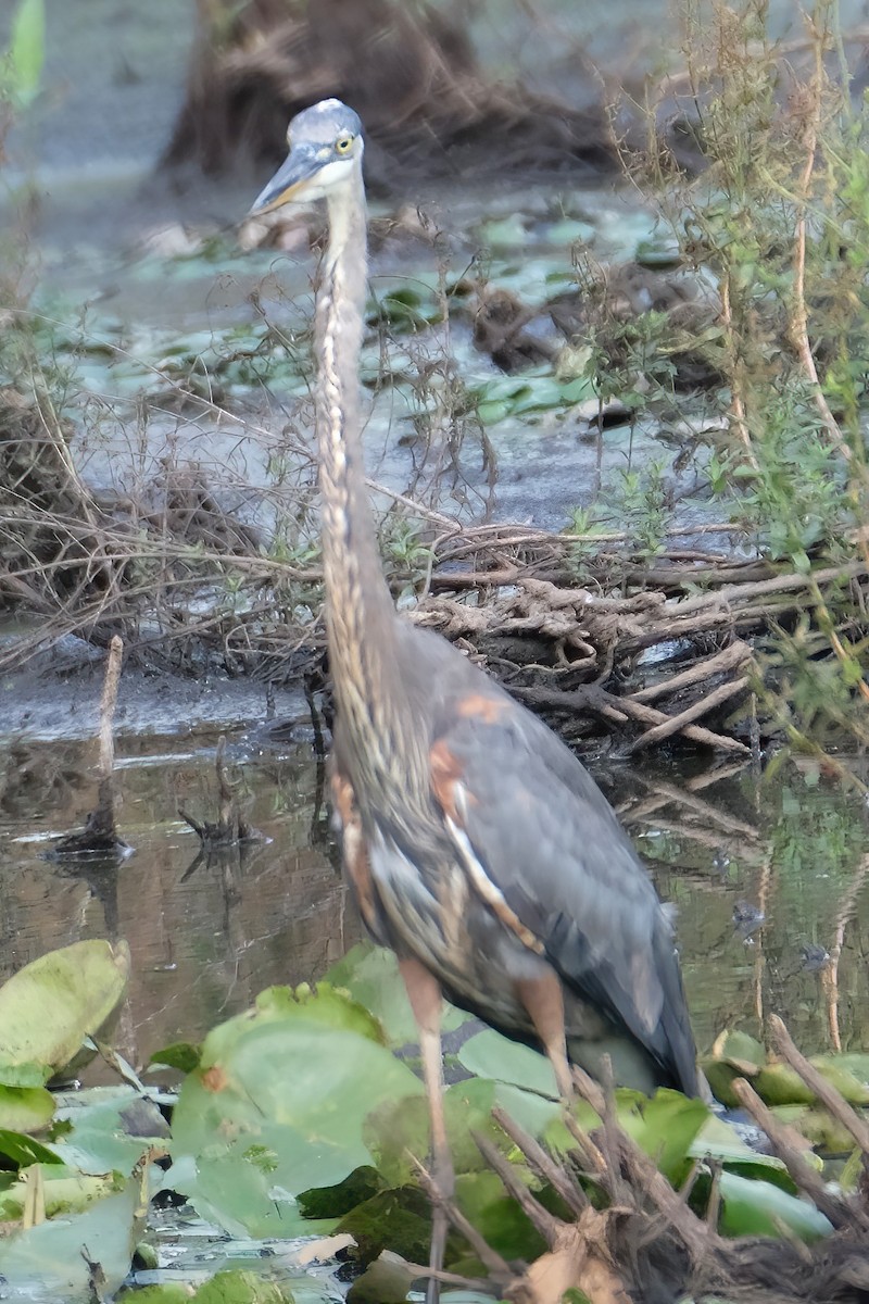 Great Blue Heron - Cindy Gimbert