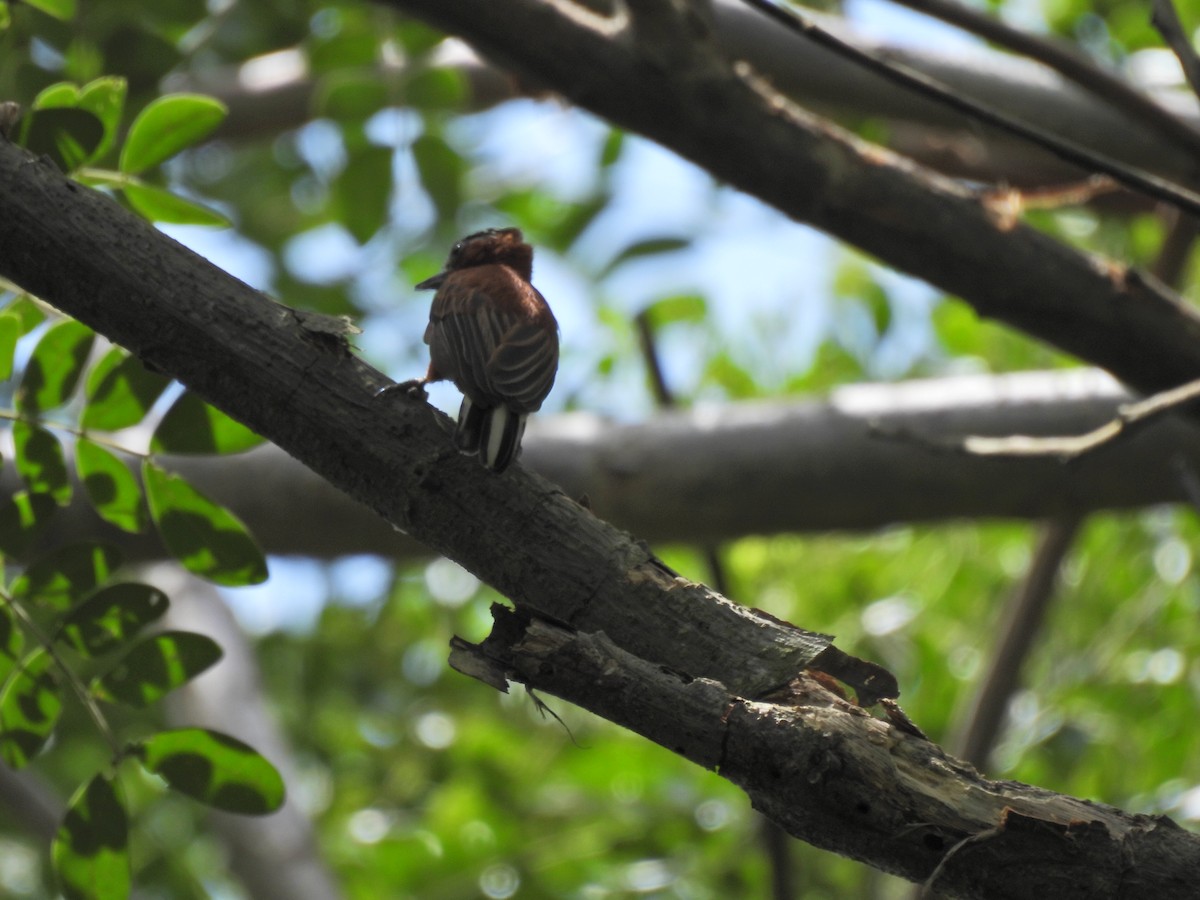 Chestnut Piculet - ML622135644