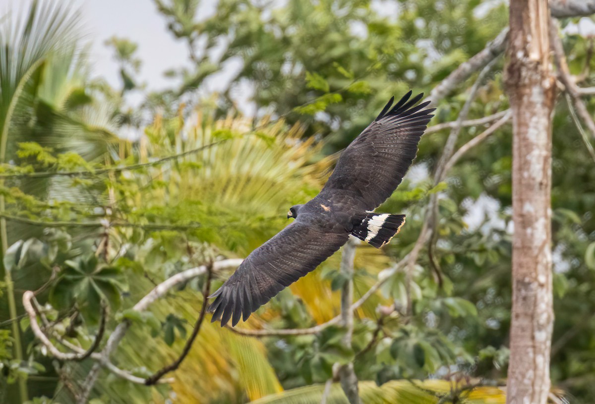 Common Black Hawk - ML622135650