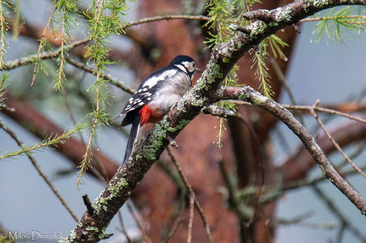 Great Spotted Woodpecker - Miloš Drozdek