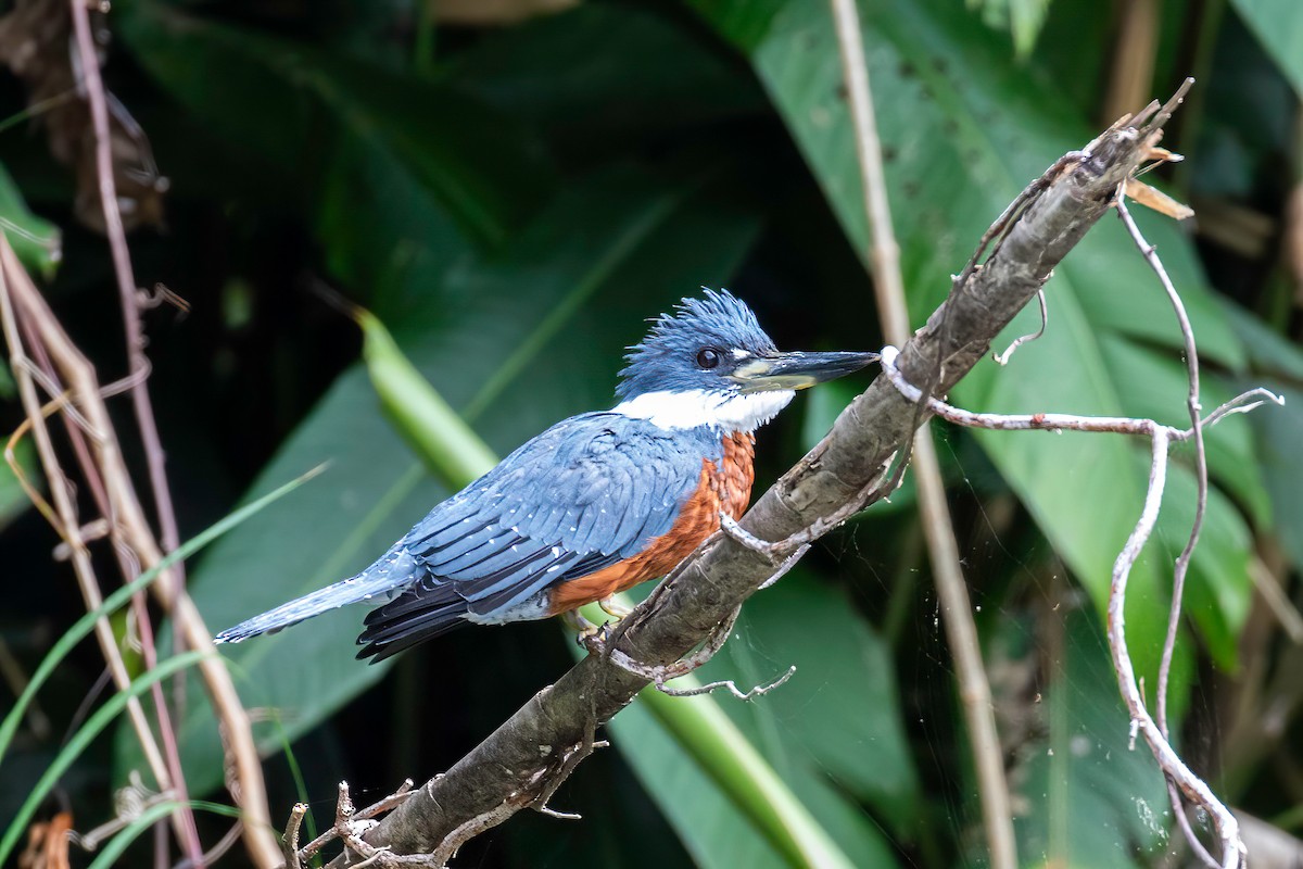 Ringed Kingfisher - ML622135658