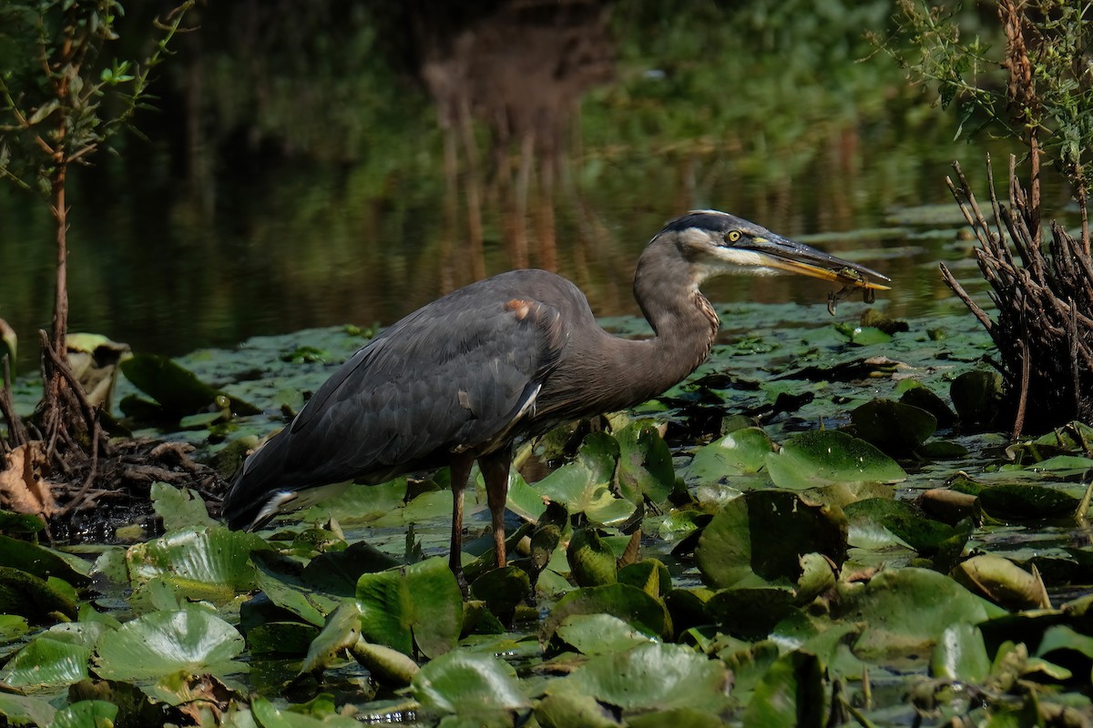 Great Blue Heron - ML622135659