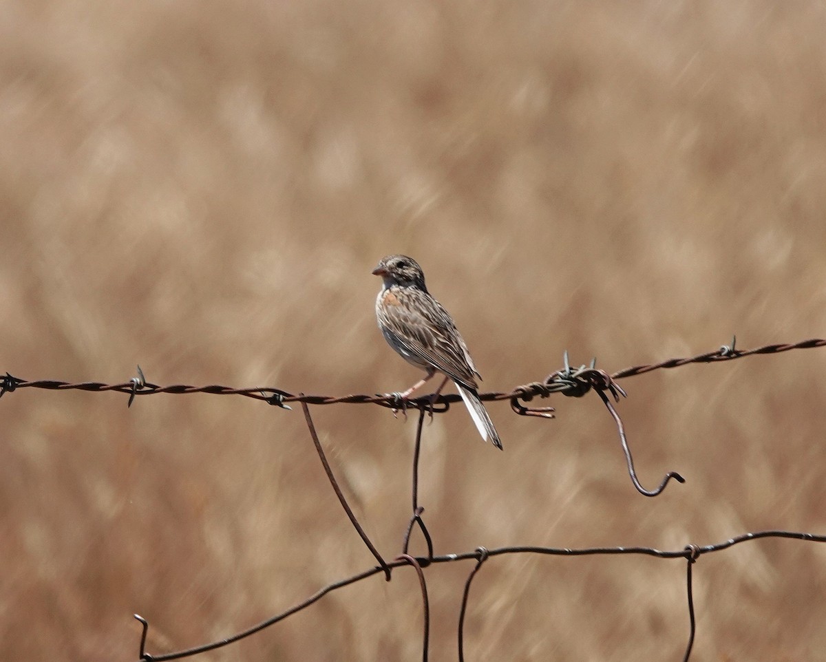 Vesper Sparrow - ML622135662