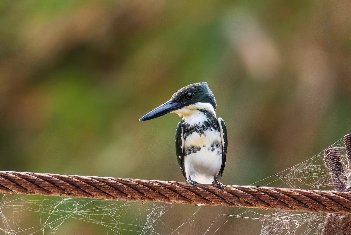 Green Kingfisher - ML622135666