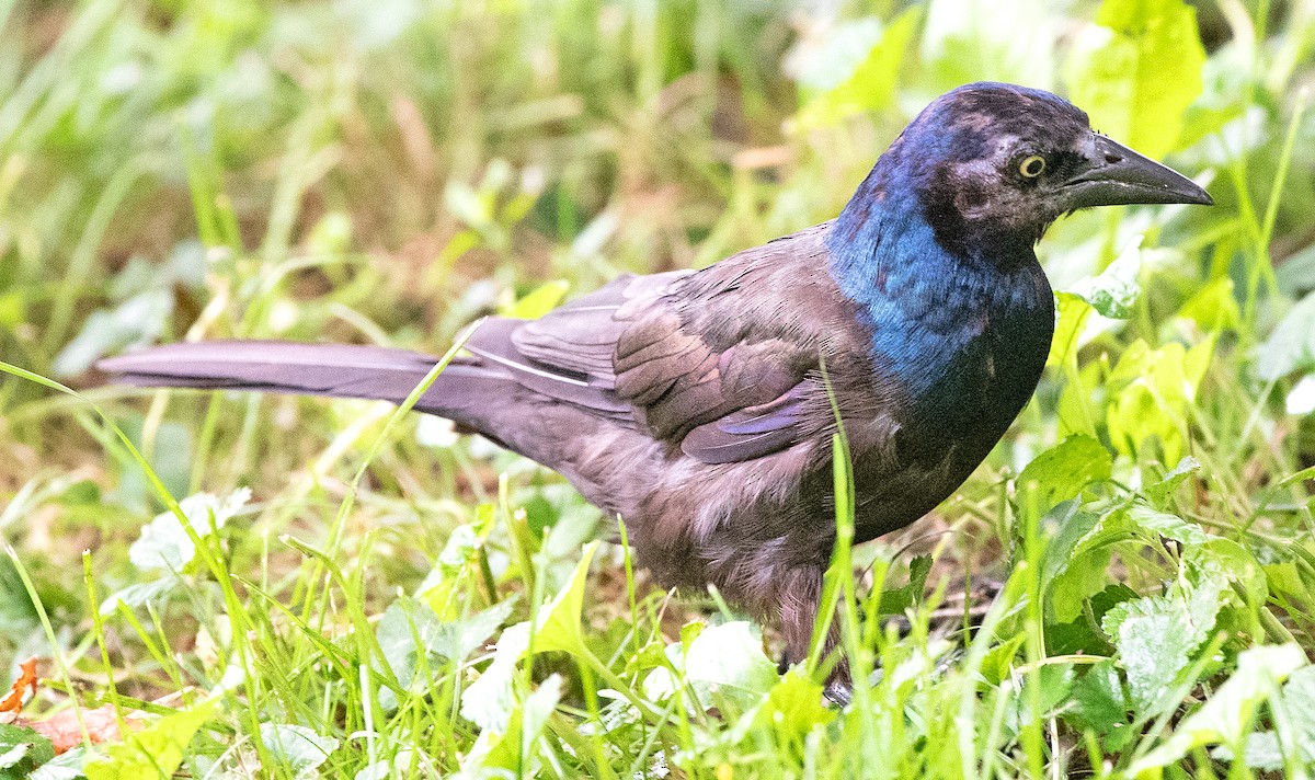 Common Grackle - ML622135667