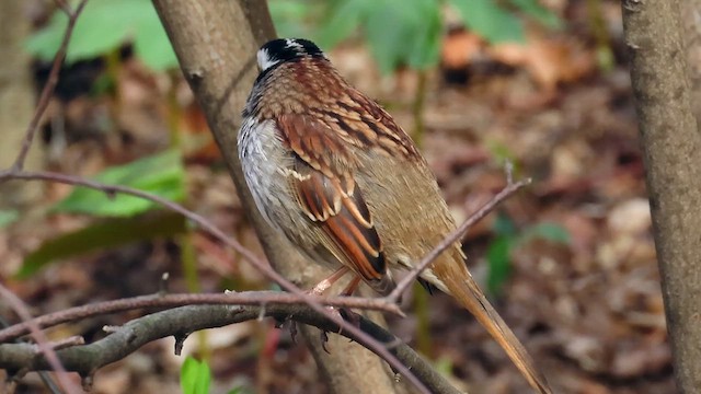 White-throated Sparrow - ML622135668