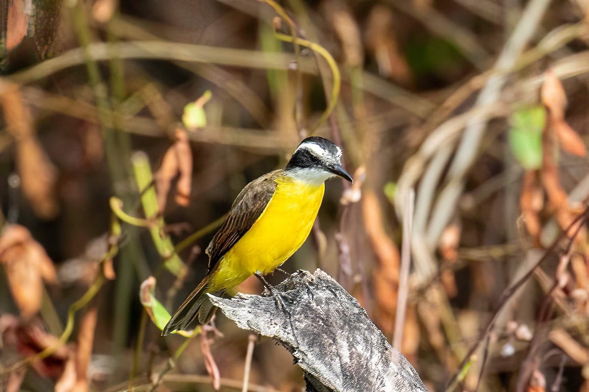 Lesser Kiskadee - ML622135669