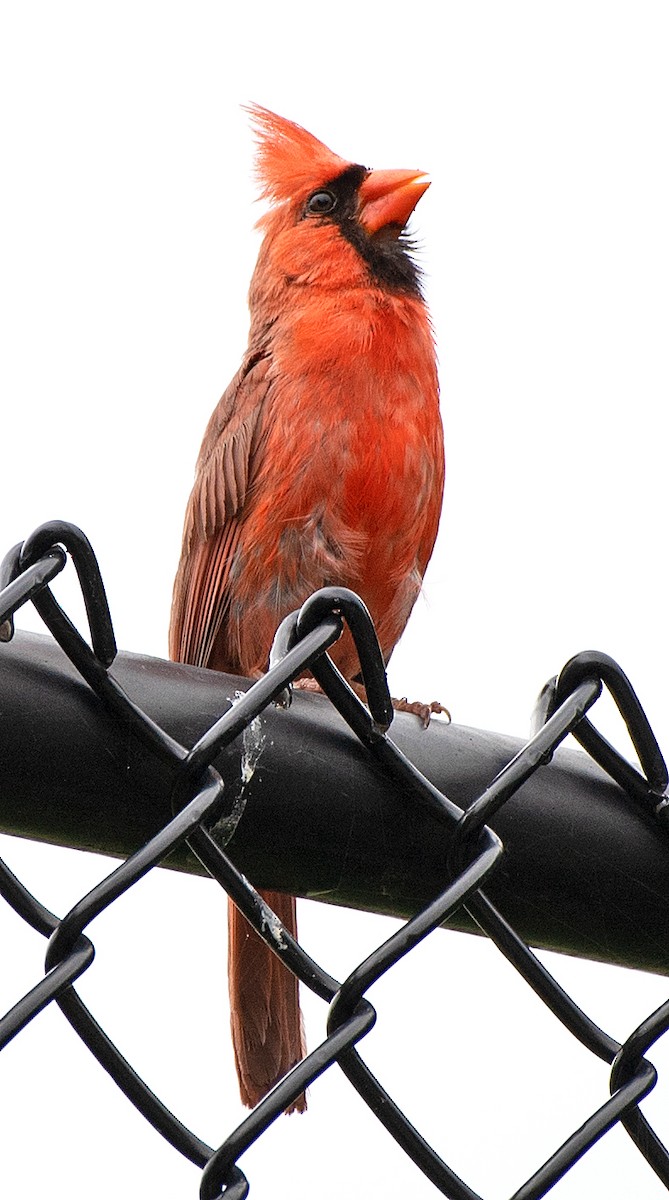 Northern Cardinal - ML622135670