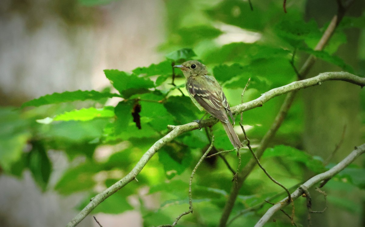 Acadian Flycatcher - ML622135672