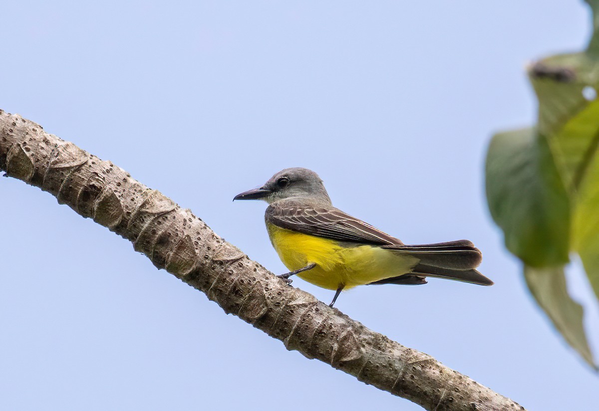 Tropical Kingbird - ML622135673