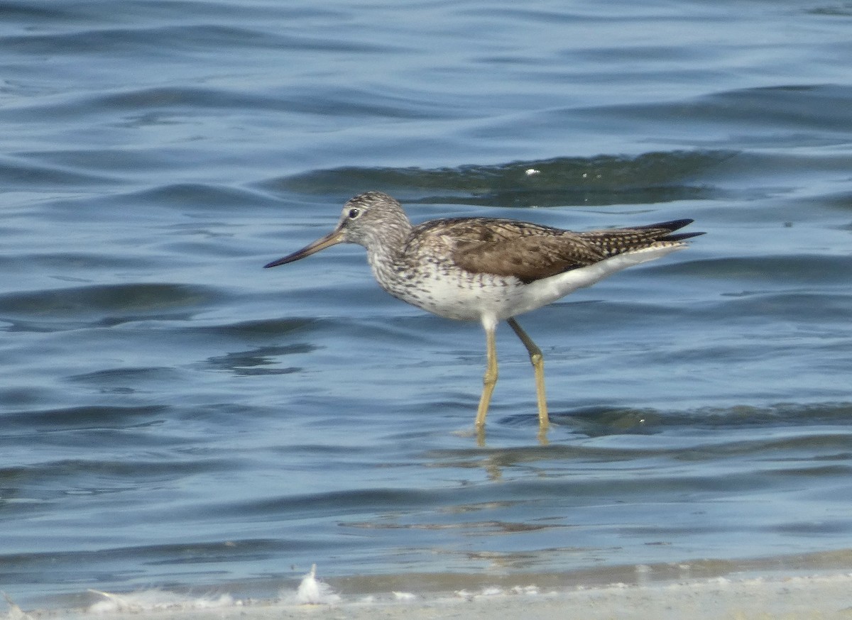 Common Greenshank - Peter Milinets-Raby