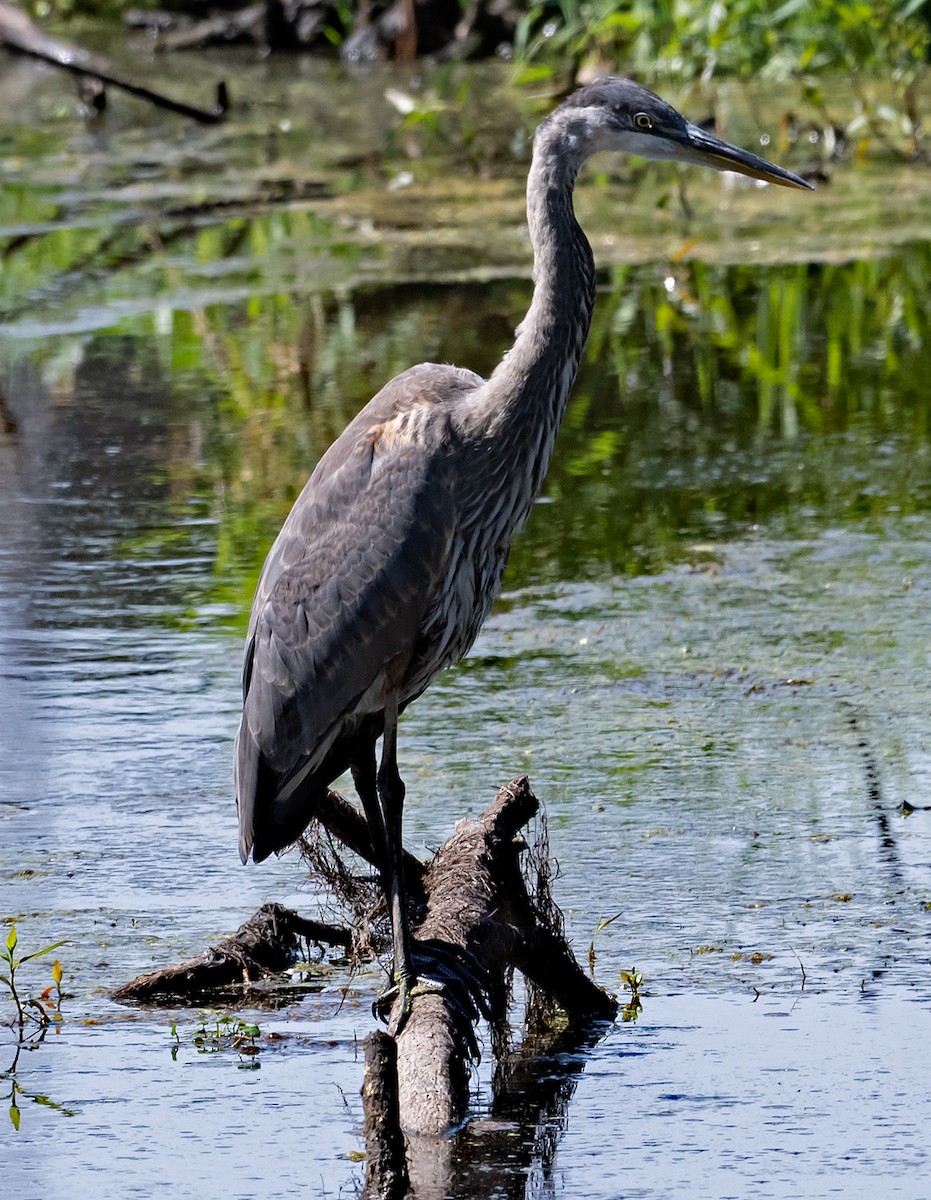 Great Blue Heron - ML622135678