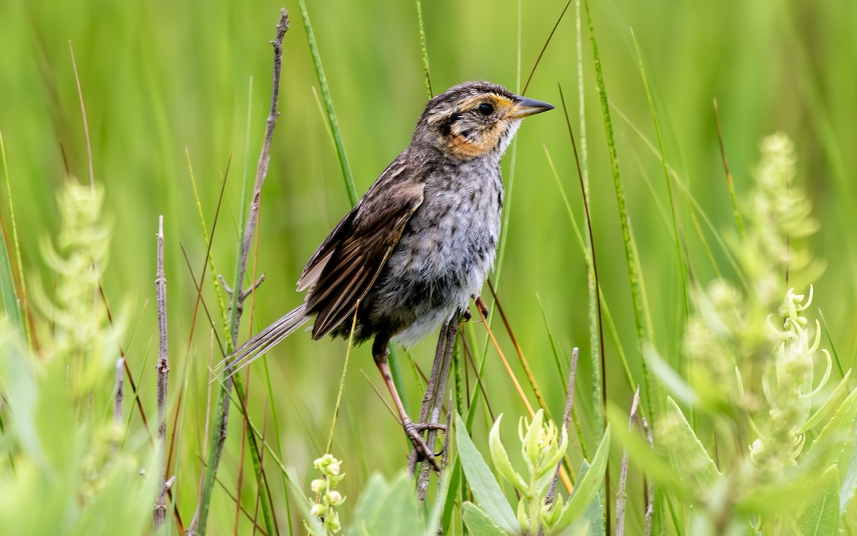 Saltmarsh Sparrow - ML622135680