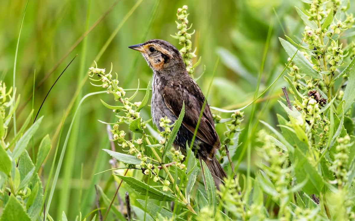 Saltmarsh Sparrow - ML622135682