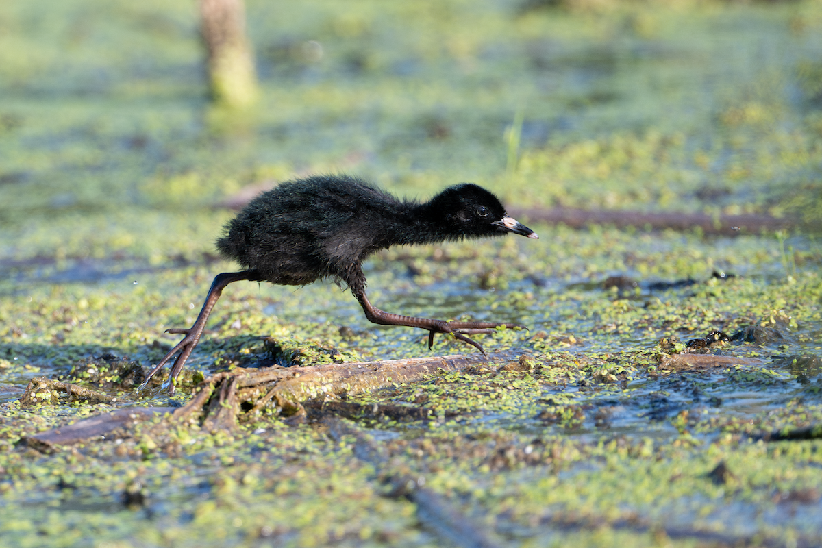 Virginia Rail - ML622135706