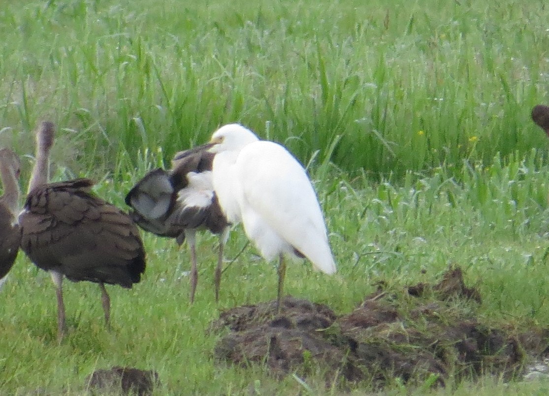 Snowy Egret - ML622135709