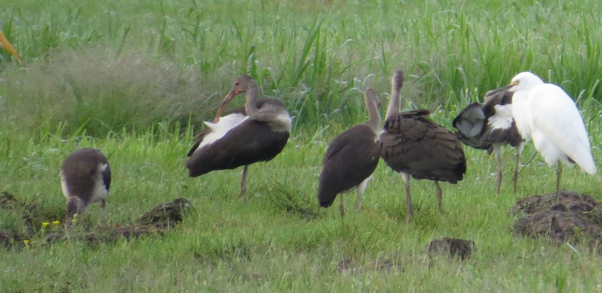 White Ibis - ML622135716