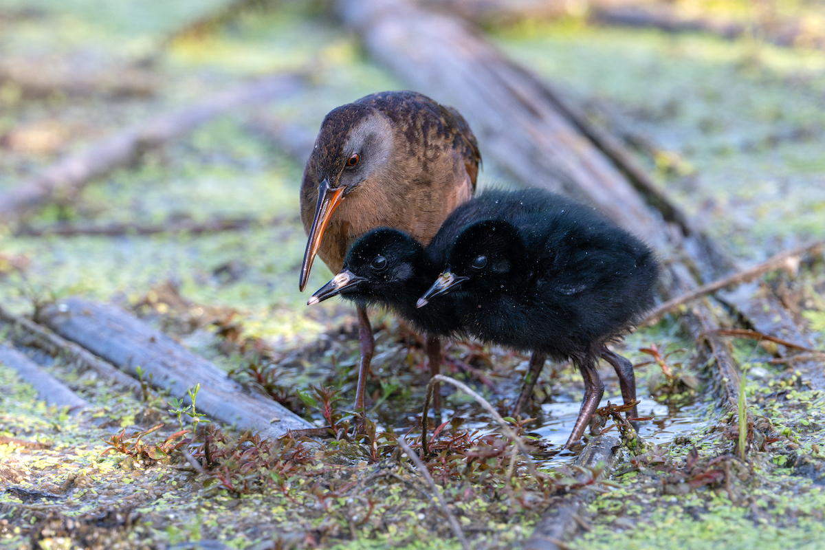 Virginia Rail - ML622135719