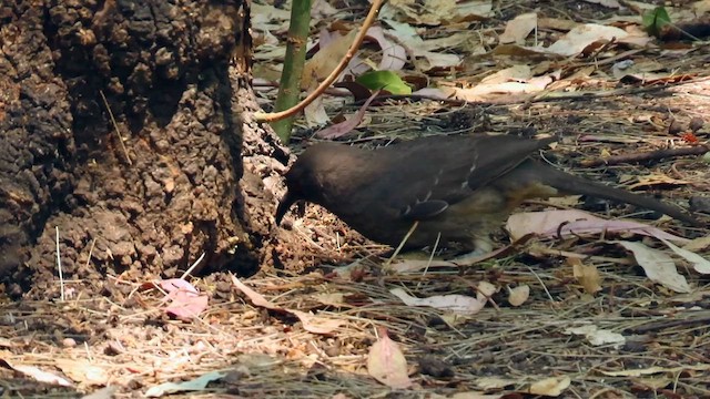 Curve-billed Thrasher - ML622135775