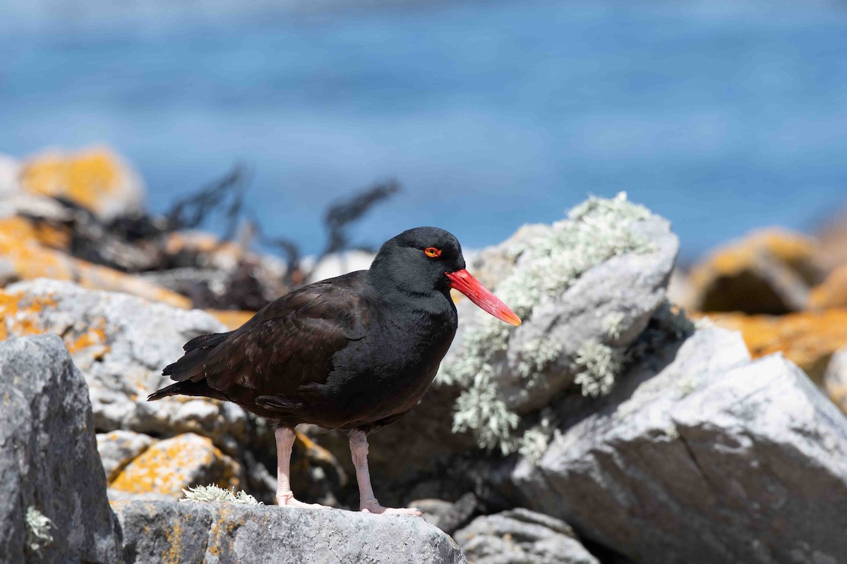 Blackish Oystercatcher - Anthony Kaduck