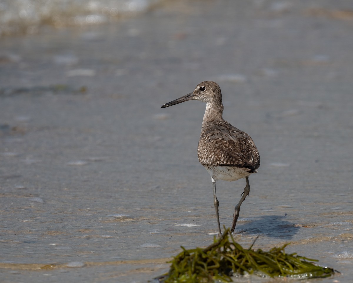 Willet - ML622135864