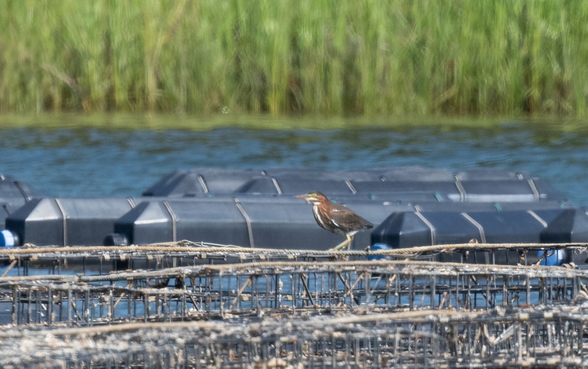 Green Heron - ML622135880