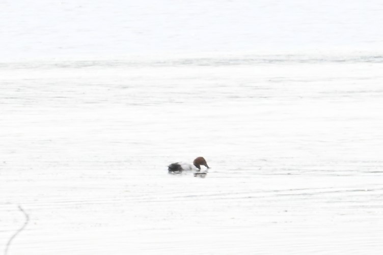 Canvasback - ML622135914