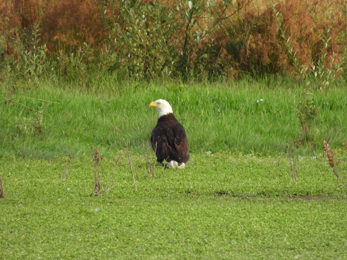 Bald Eagle - Kakapo ^-^