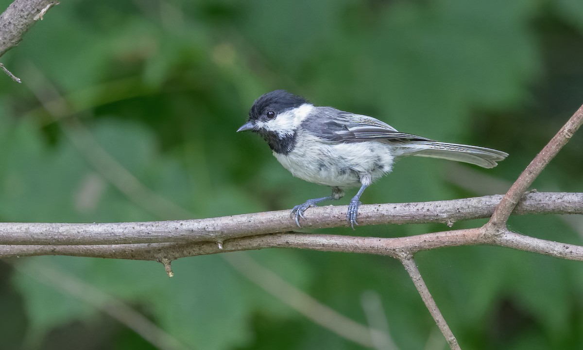 Carolina Chickadee - ML622135938