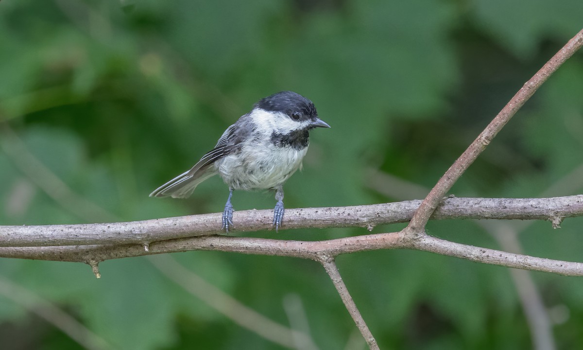 Carolina Chickadee - ML622135939