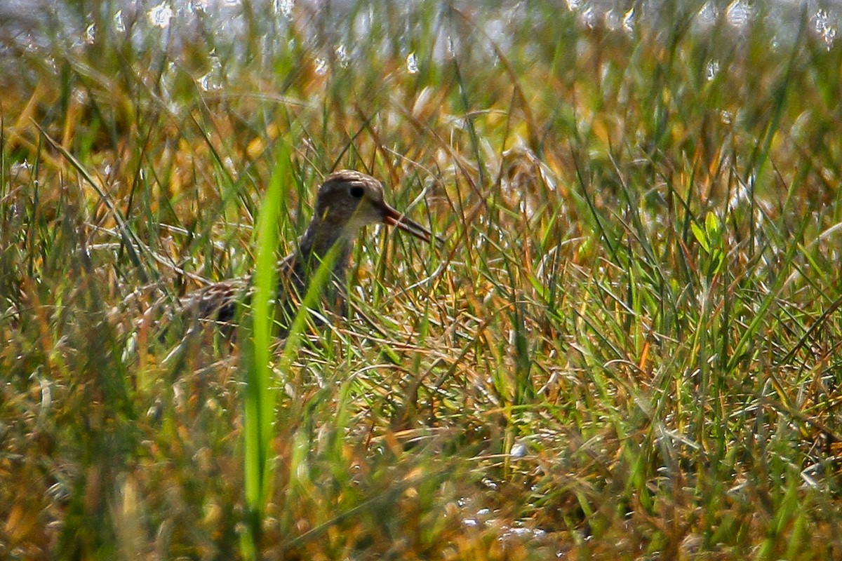 Pectoral Sandpiper - ML622135940