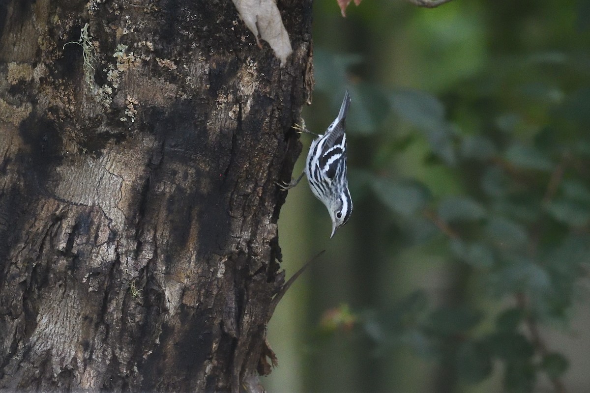 Black-and-white Warbler - ML622135941
