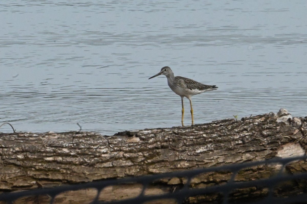 Greater Yellowlegs - ML622135942