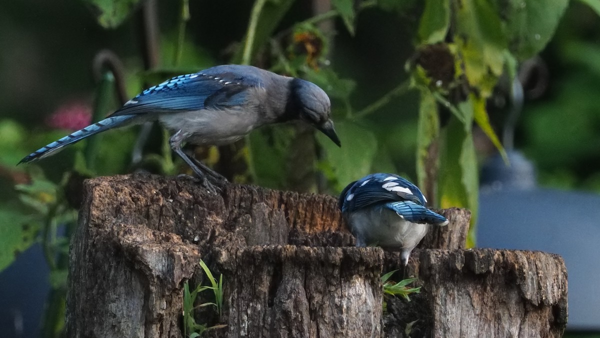 Blue Jay - Russell Myers