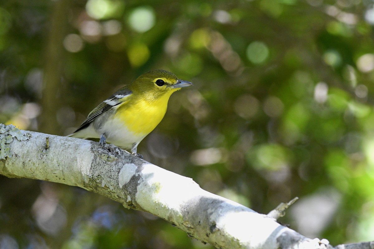 Yellow-throated Vireo - Daniel Irons