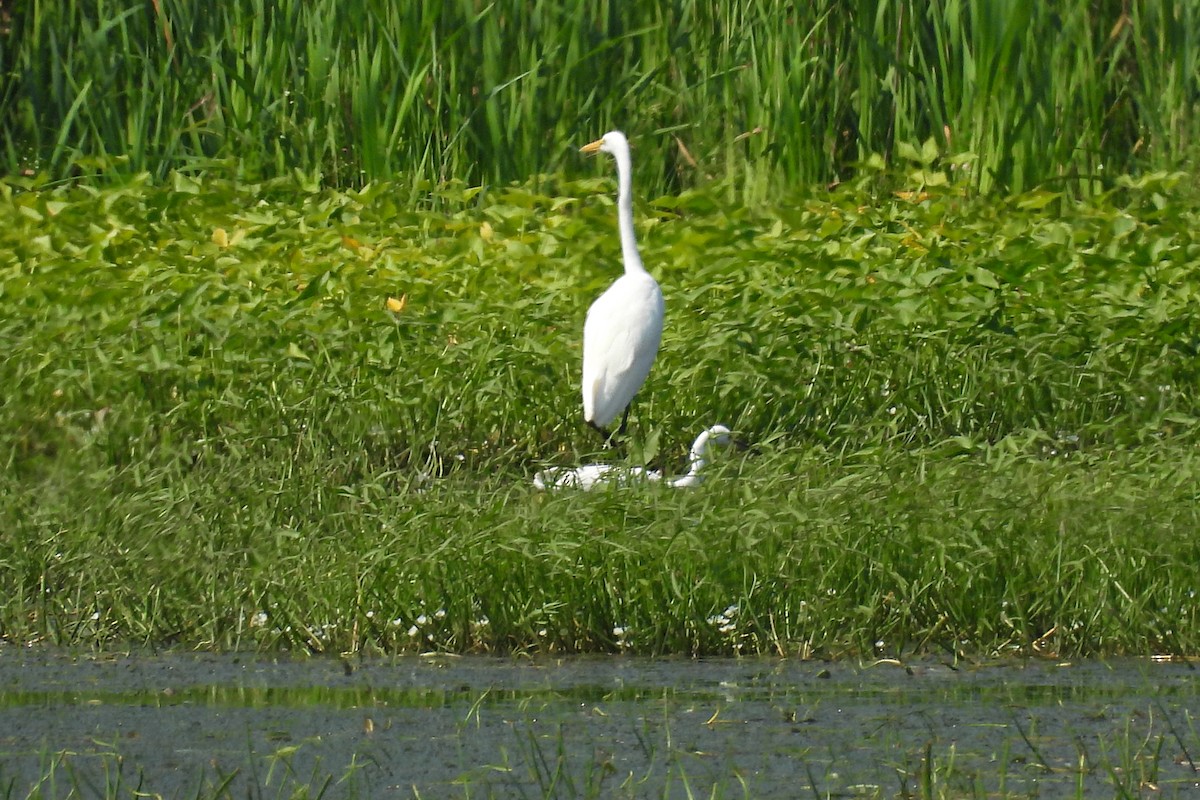 Great Egret - ML622135945