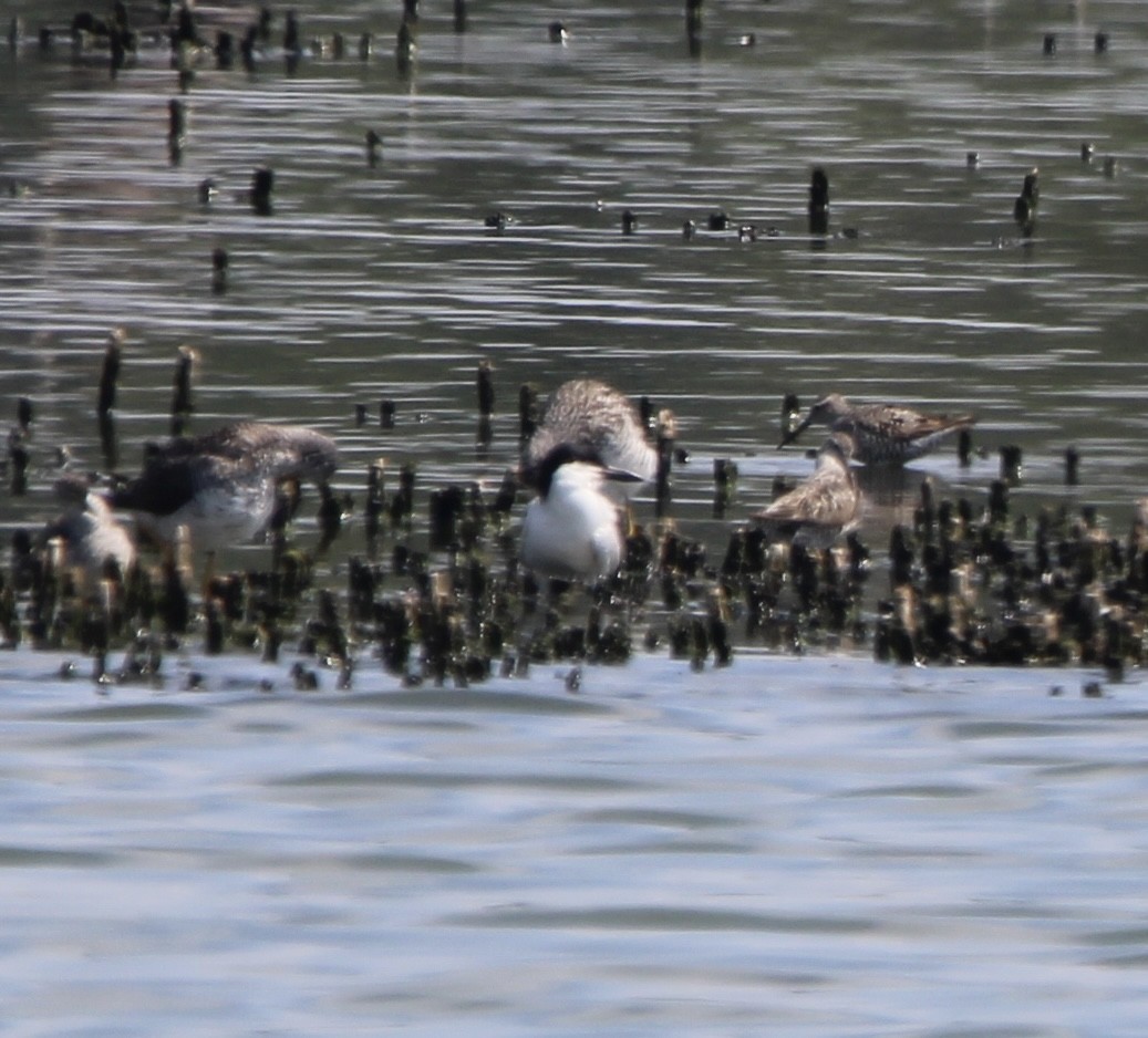 Gull-billed Tern - ML622135946