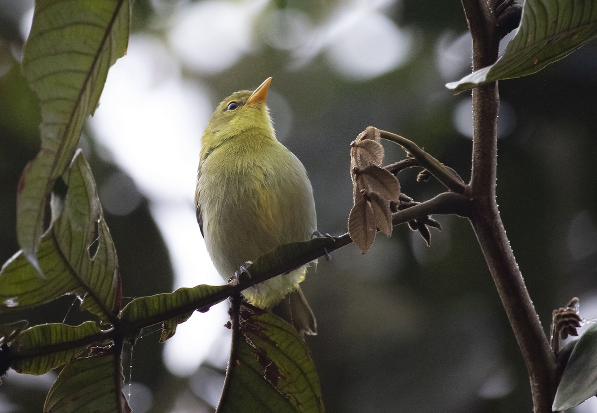 Rufous-headed Tanager - ML622135947