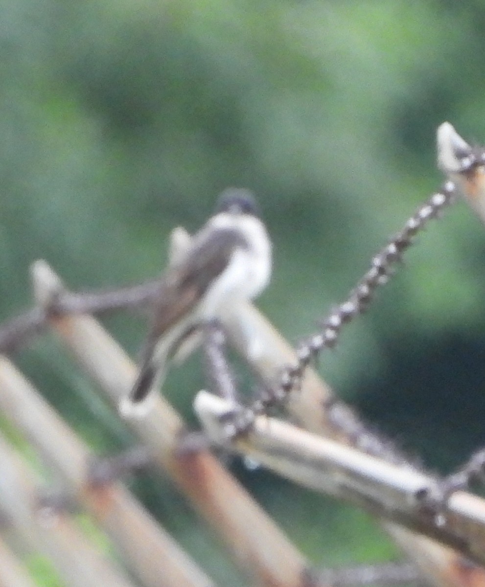 Eastern Kingbird - ML622135948