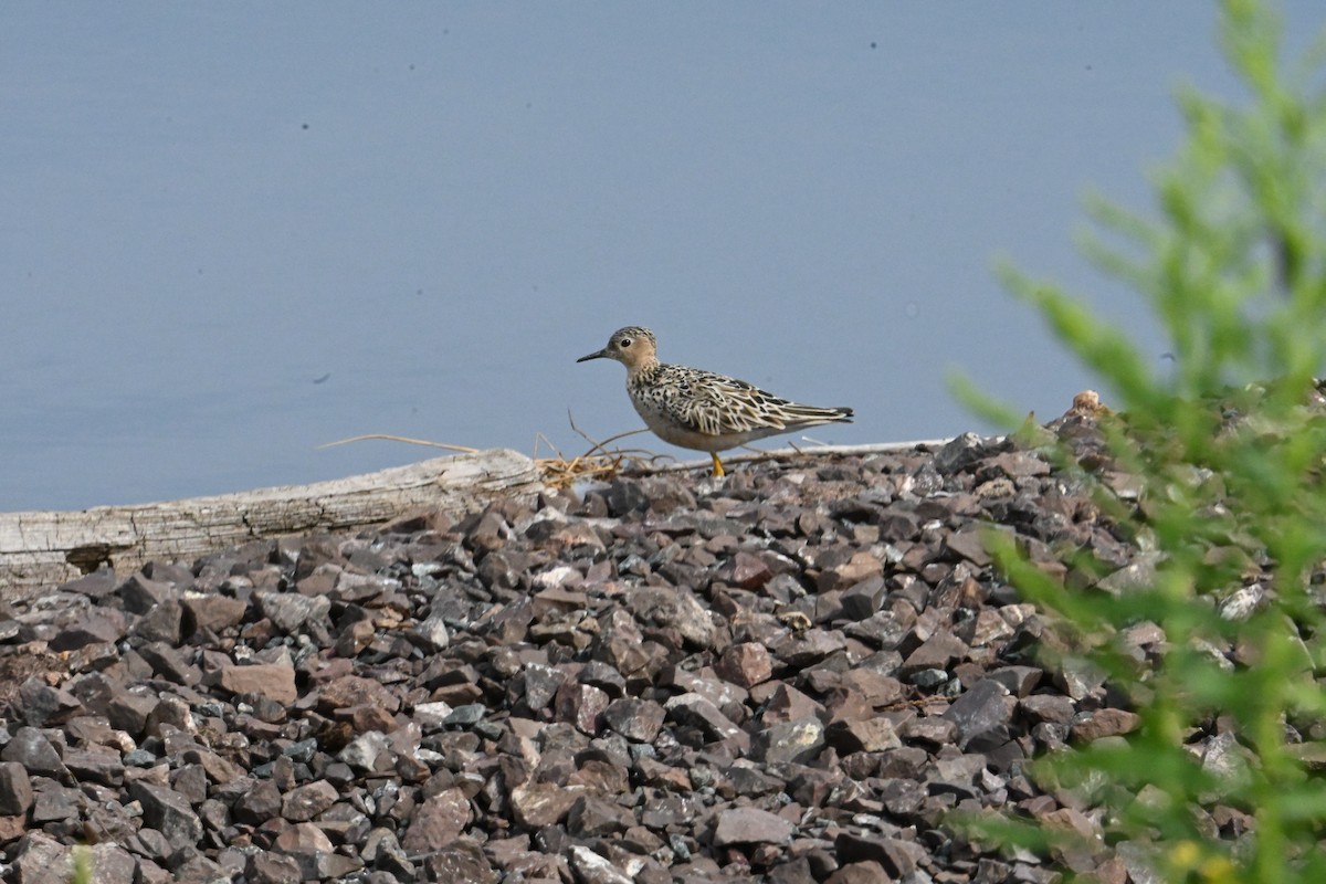 Buff-breasted Sandpiper - ML622135949