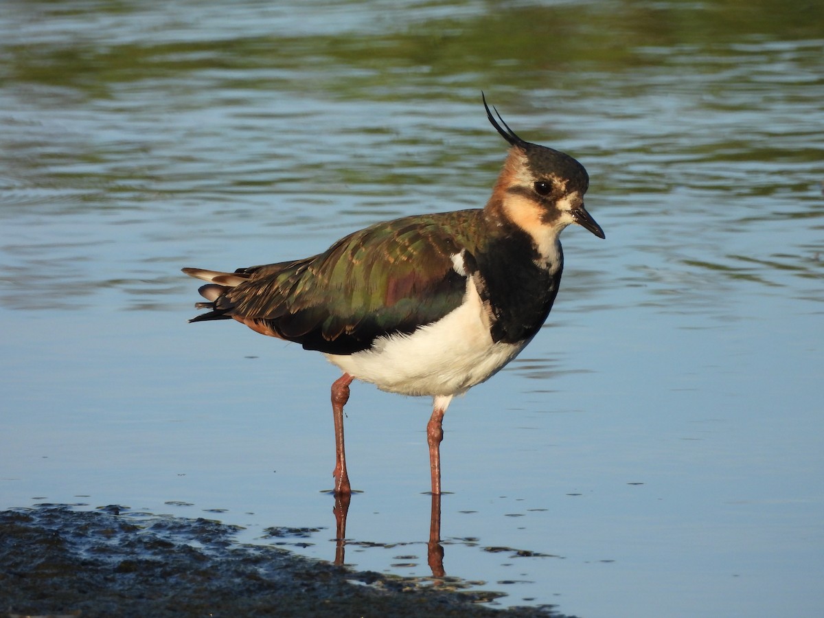 Northern Lapwing - ML622135950