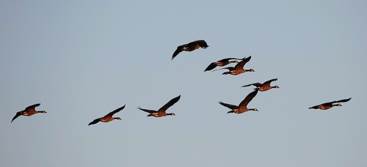 Canada Goose - Doug Wassmer