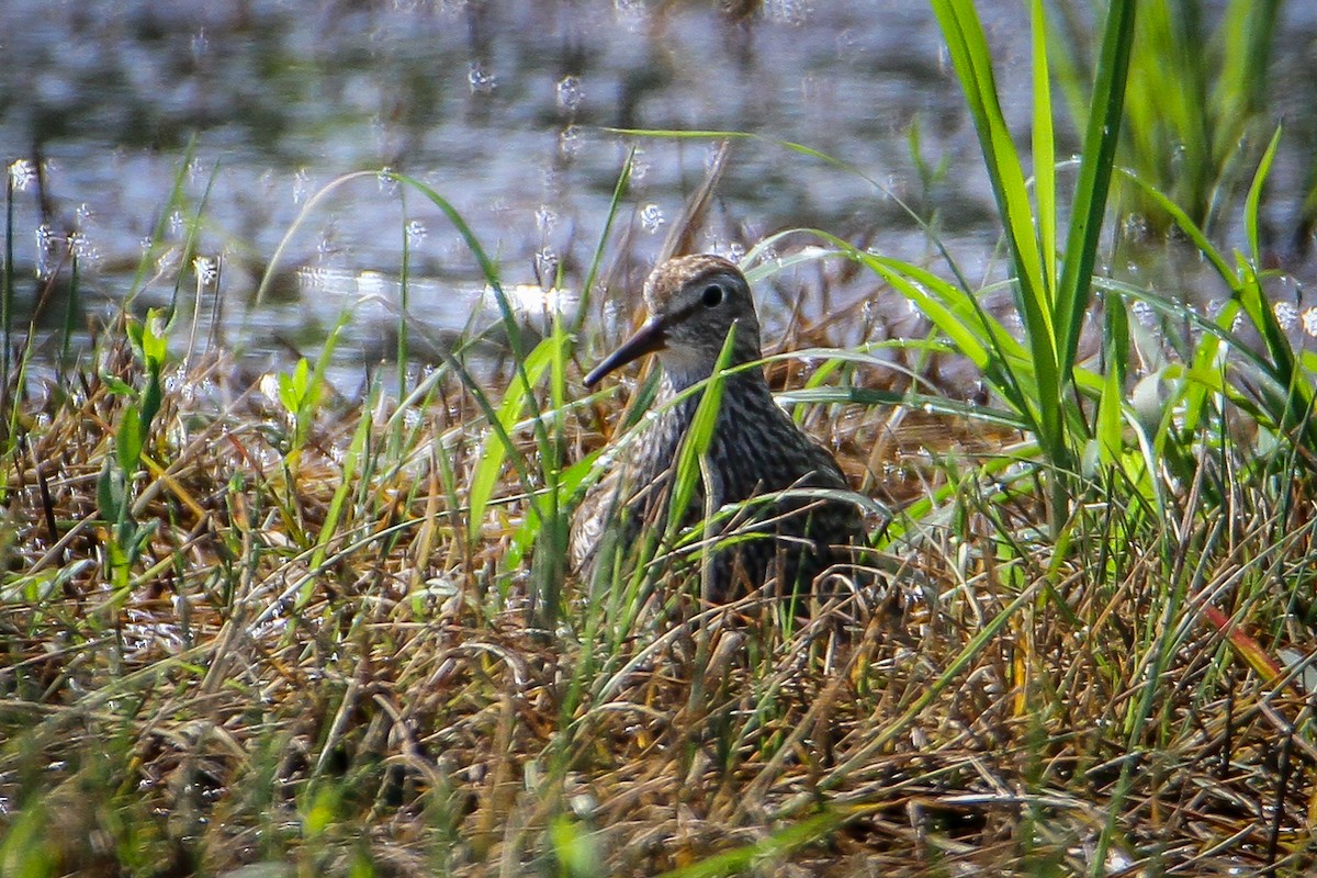 Pectoral Sandpiper - ML622135955