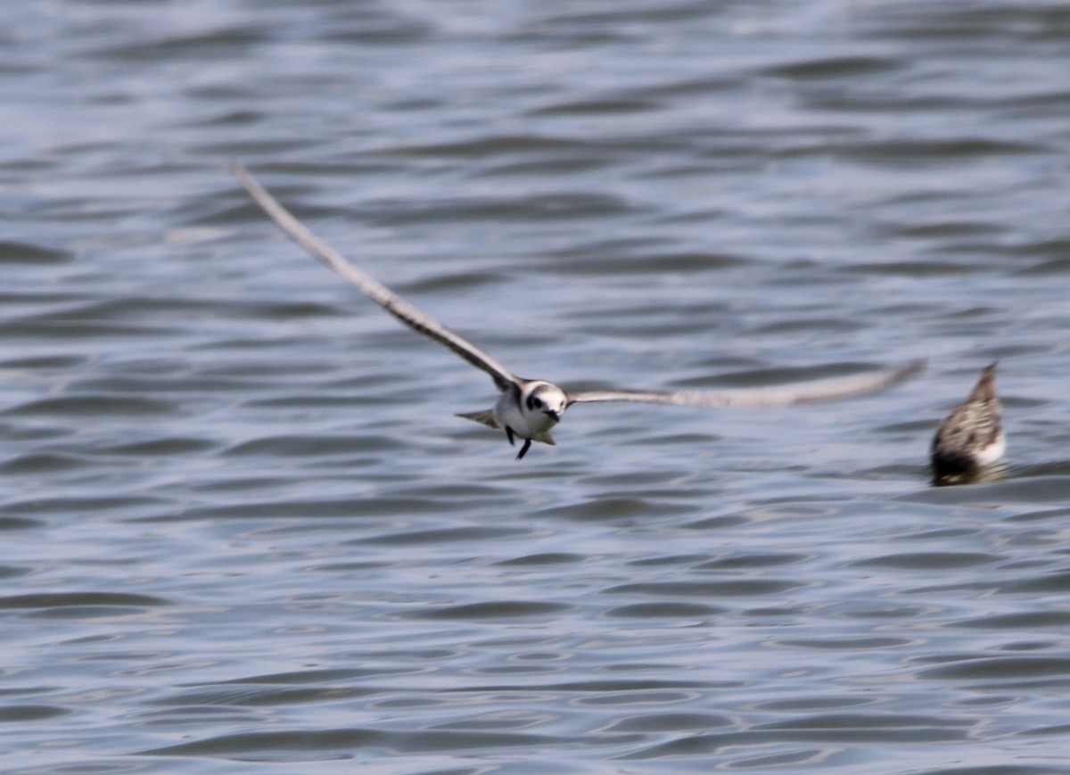 Black Tern - ML622135956