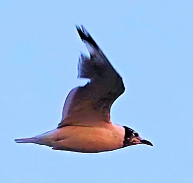 Franklin's Gull - ML622135957