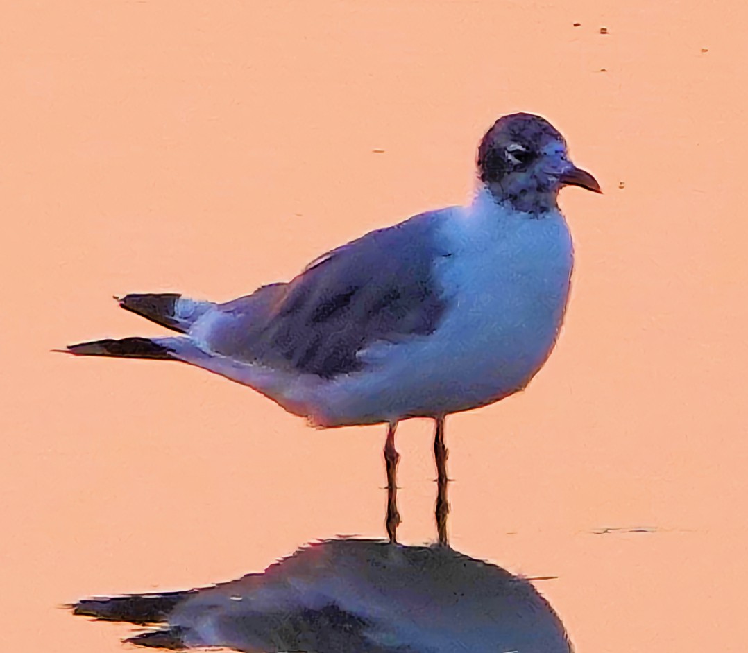 Franklin's Gull - Doug Wassmer